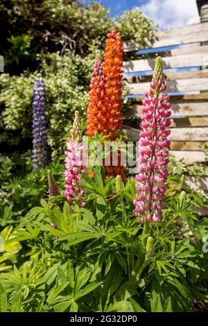 Schöne Darstellung von West County Lupinen Stockfoto