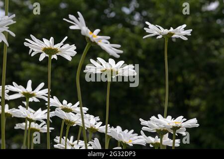 Gänseblümchen (Leucanthemum vulgare), Deutschland Stockfoto