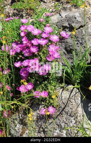 Delosperma cooperi Stockfoto