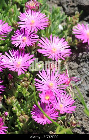 Delosperma cooperi Stockfoto