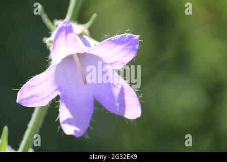 Aster diplostphioides Stockfoto