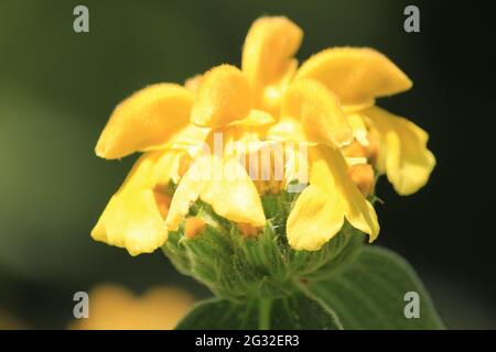 Phlomis fruticosa Stockfoto