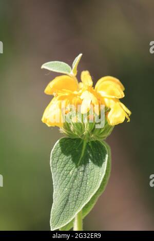 Phlomis fruticosa Stockfoto