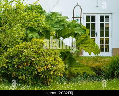 Die riesigen Blätter einer Gunnera manicata (brasilianischer Riese-Rhabarber), die neben dem Goldstaub Aucuba Japonica wächst Stockfoto