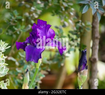 Wunderschöne lila Blüten auf einer hohen bärtigen Irisblume Stockfoto