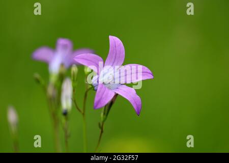 Bluebell blüht auf der Sommerwiese. Wildblumen im grünen Gras Stockfoto