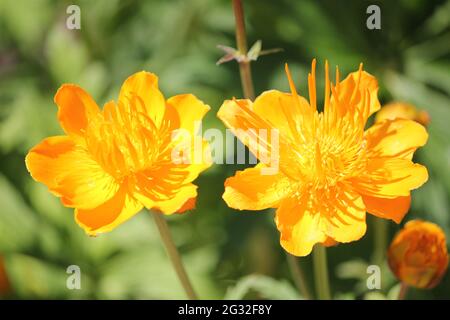 Chinesischer Globeflower Stockfoto