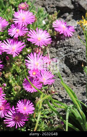 Delosperma cooperi Stockfoto