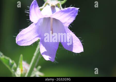 Aster diplostphioides Stockfoto