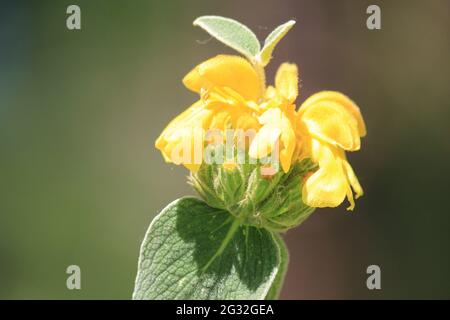 Phlomis fruticosa Stockfoto