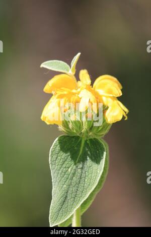 Phlomis fruticosa Stockfoto