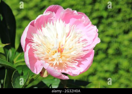 Paeonia lactiflora Stockfoto