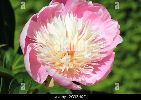 Paeonia lactiflora Stockfoto