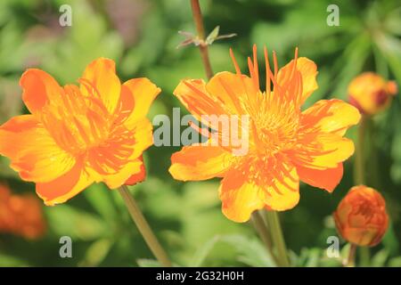 Chinesischer Globeflower Stockfoto