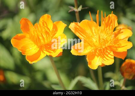 Chinesischer Globeflower Stockfoto