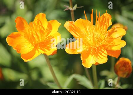 Chinesischer Globeflower Stockfoto