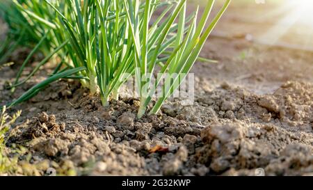 Junge grüne Zwiebeln im Garten. Gesunde Bio-Rohkost vegan. Natur Hintergrund. Konzept von rohem vegetarischem Essen, gesunder Lebensweise und Gartenarbeit. Stockfoto