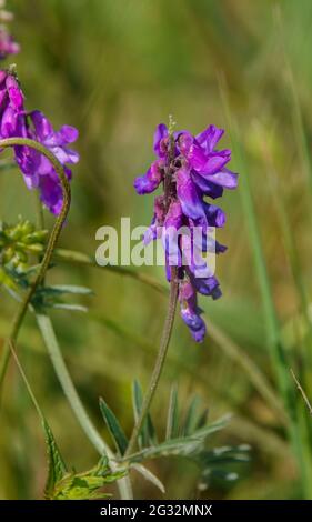 Tufted Vetch (Vicia cracca), auch bekannt als Katzenerbsen, Kuh-Vetch, Finger-und-Daumen und Vogel-Vetch, die wild auf Salisbury Plain Grasland in Wiltshi wachsen Stockfoto