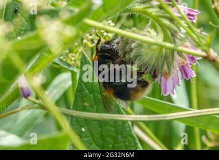 Nahaufnahme einer männlichen Hummel, die auf wilder Beinwell schluchzt Stockfoto