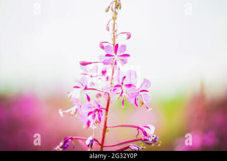 Blüten von Feuerkraut aus nächster Nähe. Heilpflanze ivan Tee oder Weide. Blooming Sally Stockfoto