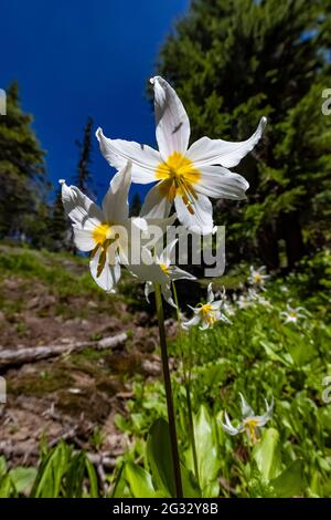 Lawine Lily, Erythronium montanum, entlang des High Rock Lookout Trail, Gifford Pinchot National Forest, Washington State, USA Stockfoto