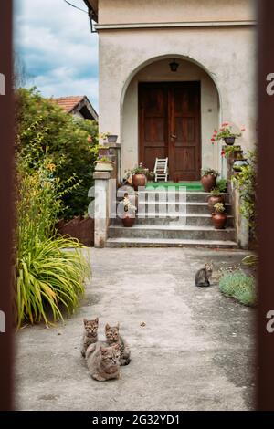 Die Mutter der Katze mit ihren Kätzchen, die auf dem Hof ruhen Stockfoto