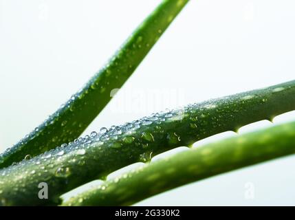Aloe Vera Blätter mit Wassertropfen. Natürliche pflanzliche Aloe Vera für Kosmetika, alternative Medizin Stockfoto
