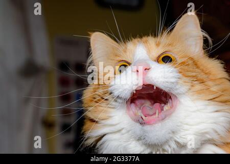 Eine orangefarbene Hauskatze brüllt mit weit geöffnetem Mund. Sie schaut leicht nach oben, ihre Zunge und ihre Zähne sind sichtbar. Geringe Schärfentiefe. Stockfoto