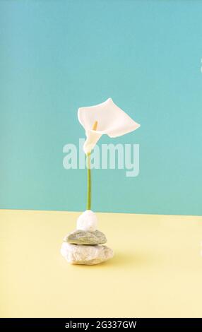 Die weiße Calla-Blume steht auf einem Stein auf einer Kombination aus blauem und hellgelbem Hintergrund. Sommerkonzept für den Frühling. Stockfoto