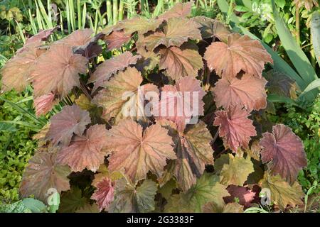 Heuchera Bronze Beauty Stockfoto