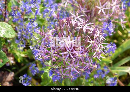 allium cristophii & polemonium Stockfoto