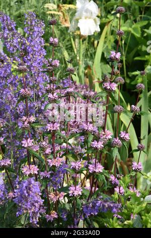 Phlomis tuberosa Amazone & nepeta racemosa Walker's Low Stockfoto