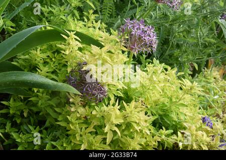 Origanum vulgare aureum & allium cristophii Stockfoto