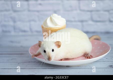 Eine süße weiße Ratte sitzt neben einem Waffelbecher mit weißem Eis. Das Nagetier schnüffelt das Dessert. Stockfoto