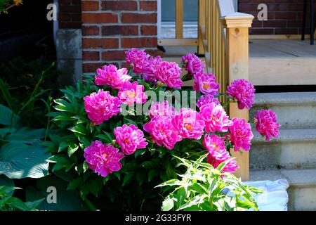 Ein Schock von heißer rosafarbener Pfingstrose (Paeonia officinalis) an der Vordertreppe eines Glebe-Hauses, Ottawa, Ontario, Kanada. Stockfoto