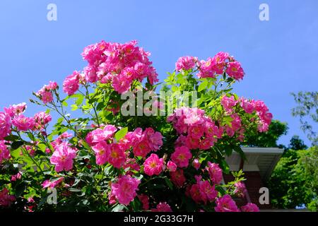 Schöner rosa Rosenbusch (Rosa gallica) vor einem blauen Himmel in Ottawa, Ontario, Kanada. Stockfoto