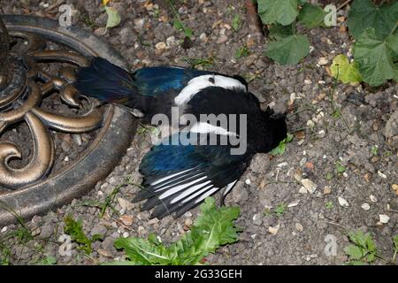 Ein toter Elstern-Vogel in einem Garten Stockfoto