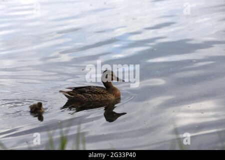 Berlin, Deutschland. Juni 2021. Berlin: Ente mit Jungtier im Wasser in einem See in Kaulsdorf. (Foto: Simone Kuhlmey/Pacific Press) Quelle: Pacific Press Media Production Corp./Alamy Live News Stockfoto