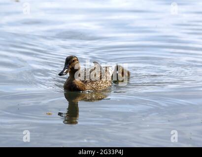 Berlin, Deutschland. Juni 2021. Berlin: Ente mit Jungtier im Wasser in einem See in Kaulsdorf. (Foto: Simone Kuhlmey/Pacific Press) Quelle: Pacific Press Media Production Corp./Alamy Live News Stockfoto