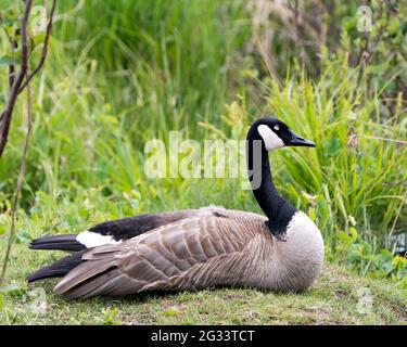 Canada Gans mit Blick und Ruhe auf Gras mit verschwommenem grünen Hintergrund in seiner Umgebung und Lebensraum Umgebung. Bild. Hochformat. Foto. Stockfoto