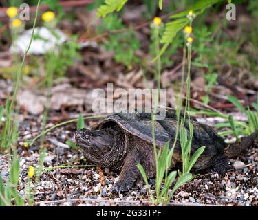 Schnappschildkröte Nahaufnahme Profilansicht Wandern auf Kies in seiner Umgebung und Umgebung mit Schildkrötenschale mit Laub. Schildkrötenpictur Stockfoto