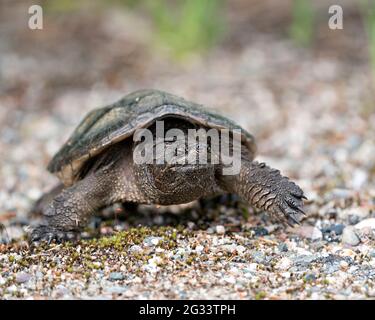 Schnappschildkröte Nahaufnahme Profilansicht Wandern auf Schotter in seiner Umgebung und Umgebung mit Schildkrötenpanzer. Schildkrötenbild. Hochformat. Stockfoto