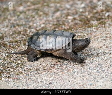 Schnappschildkröte Nahaufnahme Profilansicht Wandern auf Schotter in seiner Umgebung und Umgebung mit Drachenschwanz, Schildkrötenpanzer, Pfoten, Nägeln. Stockfoto