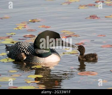 Common Loon schwimmen und füttern Baby Küken Loon mit Seerosenpads Vorder-und Hintergrund und genießen das Wunder neues Leben in ihrer Umgebung Stockfoto