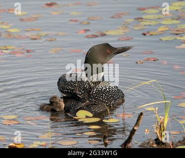 Common Loon Schwimmen und Pflege für Baby Küken Loon mit Seerosenpads Vorder-und Hintergrund und genießen Sie das Wunder neues Leben. Stockfoto