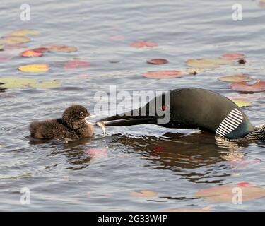Gemeiner Loon und Baby-Küken schwimmen im Teich und feiern das neue Leben mit Seerosen Pads in ihrer Umgebung und Lebensraum Umgebung. Stockfoto