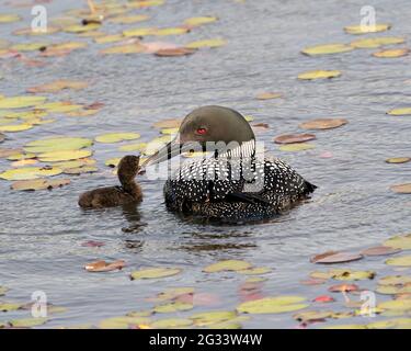 Gemeiner Loon und Baby Küken im Teich schwimmen und feiern das neue Leben mit Seerosen Pads in ihrer Umgebung und Lebensraum Loon Image. Foto. Stockfoto