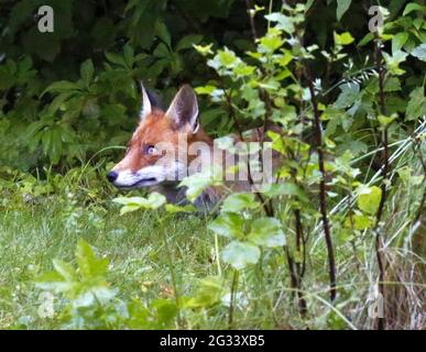 Berlin, Deutschland. Juni 2021. Fuchs am Abend auf einer Wiese im Berliner Stadtteil Steglitz, Deutschland, am 13. Juni 2021. (Foto: Simone Kuhlmey/Pacific Press/Sipa USA) Quelle: SIPA USA/Alamy Live News Stockfoto