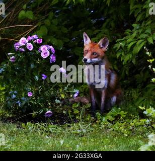 Berlin, Deutschland. Juni 2021. Fuchs am Abend auf einer Wiese im Berliner Stadtteil Steglitz, Deutschland, am 13. Juni 2021. (Foto: Simone Kuhlmey/Pacific Press/Sipa USA) Quelle: SIPA USA/Alamy Live News Stockfoto