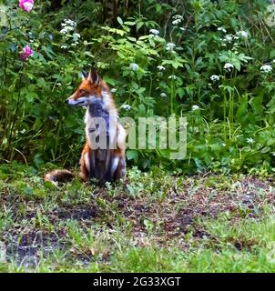 Berlin, Deutschland. Juni 2021. Fuchs am Abend auf einer Wiese im Berliner Stadtteil Steglitz, Deutschland, am 13. Juni 2021. (Foto: Simone Kuhlmey/Pacific Press/Sipa USA) Quelle: SIPA USA/Alamy Live News Stockfoto